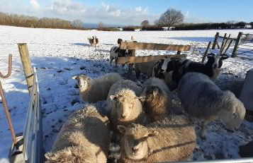 Henblas Holiday Cottages - Photo 22