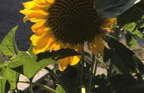 Agriturismo Terra Verde - Foto 23