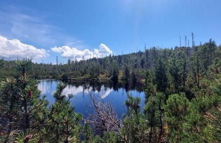 Helle, lichtdurchflutete Ferienwohnung im Herzen des Bayerischen Waldes, Nationalparknähe - Foto 39