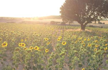 Casa El Encuentro - Turégano Segovia - Foto 15