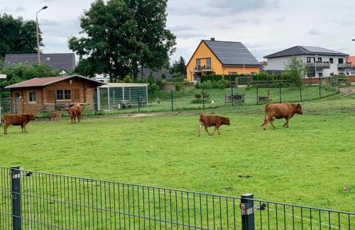 Ferienwohnung zur Dexter-Zucht Coswig (Anhalt) - Foto 25