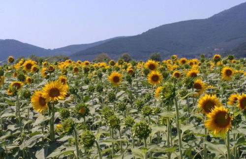 Villa in Montecarlo With Pool and Scenic Views - Foto 61