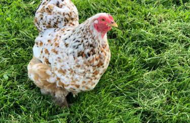 Llys Onnen - North Wales Holiday Cottage - Foto 42