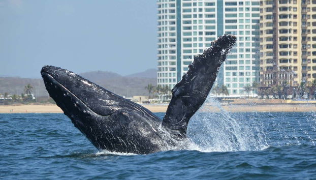 Mazatlán Whale Watching Tour + Whale Museum - Foto 2