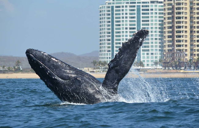 Whale watching a Mazatlán + Museo della Balena - Foto 2