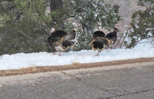 Log Cabin Zion Retreat. Walking distance to East Zion Trails - Photo 31