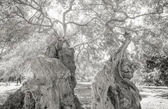 Olive Garden Villa Venetia - Foto 60