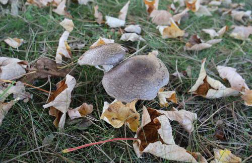 Rezydencja Pod Platanem - Photo 42