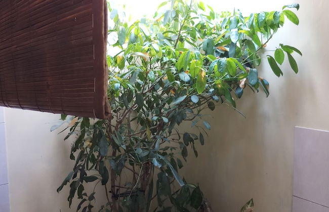 Classic Beach Villas - Foto 68