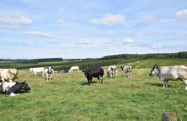 Holiday Home in Houffalize With Sauna - Photo 12