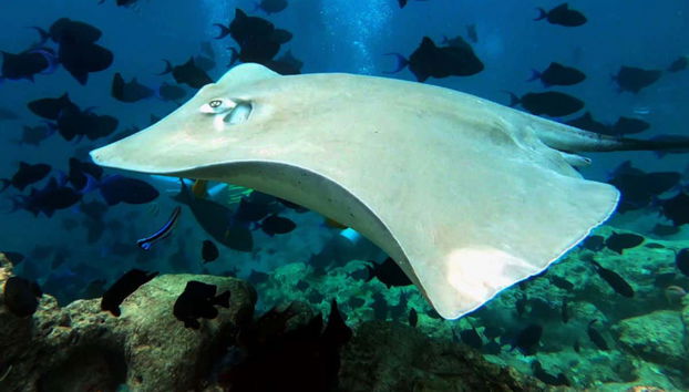 Snorkeling in Villimale - Foto 3