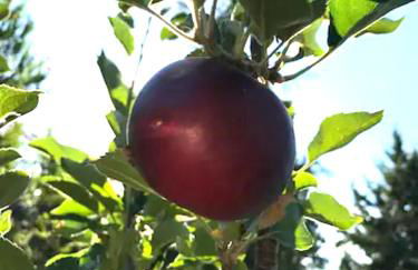 Red Rock Escape - Cozy King Bed Studio & Gardens, Trails, Views, Red Rock Pass - Foto 44