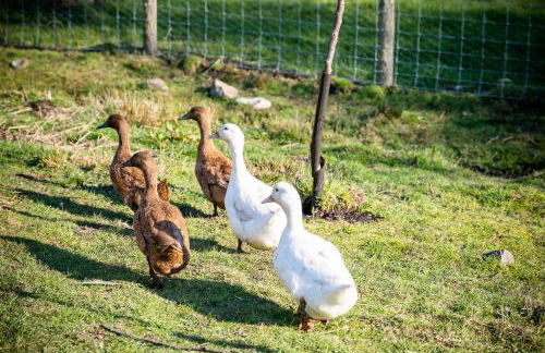 Pen-Y-Graig Cottage Llandeilo - Foto 26