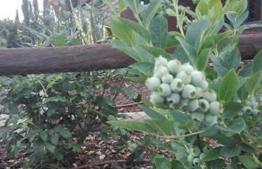 CAMPO DE SOBARBO - Guest House rural - Foto 42