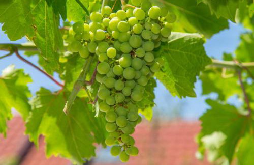 Home Sweet Home traditional Dalmatian house with pool - Photo 20