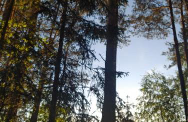 Domek w Borach Tucholskich - Wycinki - Foto 38