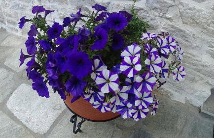 Pelion Kallisti - Foto 9