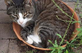 Ferienwohnungen Hering - Foto 32