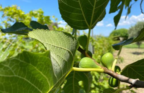 Villa Eleonas by the Sea with private pool - Foto 30