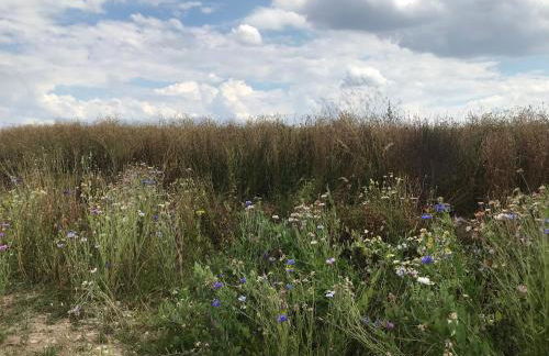 Ferienwohnung Pappelwiese - Foto 23