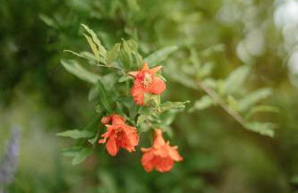 Valle del Lupo - Foto 32