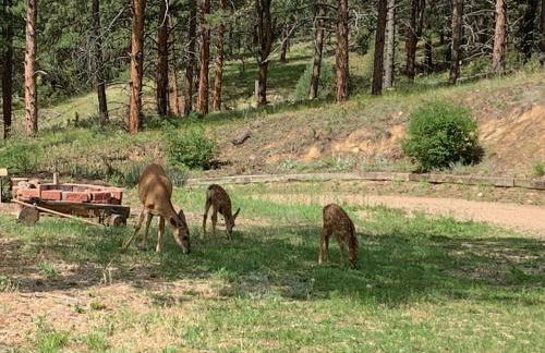 Your Mountain Retreat - Foto 43