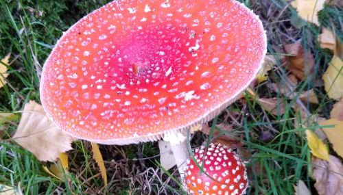 Alster City Garden Villa - Foto 3, Garden