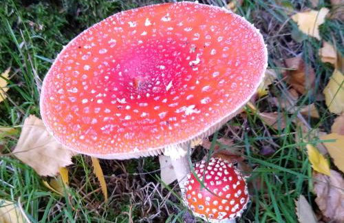 Alster City Garden Villa - Foto 3