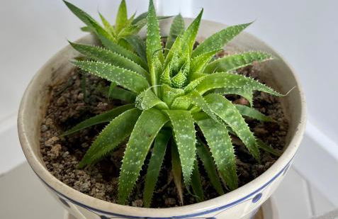 Casa das Courelas - Photo 20