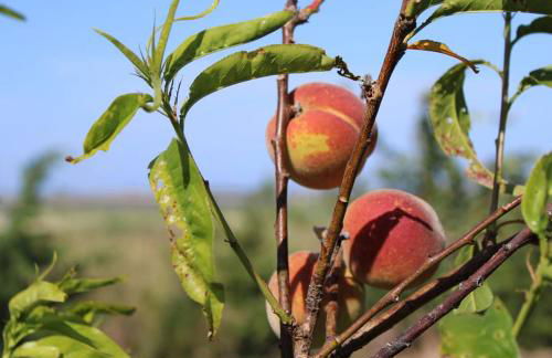 Agriturismo Masseria Cannella - Foto 59