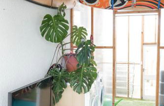 Hoblyns Cove - Foto 21