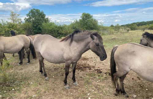 Ferienhaus Gutedel - Foto 16