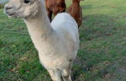 Y Boidy Bach - Photo 55