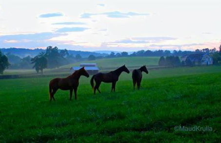 Villa Maud - Foto 25