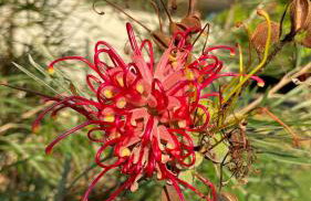 Pousada Vida feliz - Foto 70