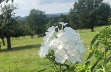 Landhaus Weber - Foto 80