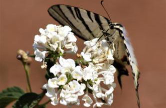 I due carrubi - Foto 14