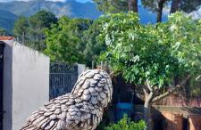 La lechuza blanca - Foto 15