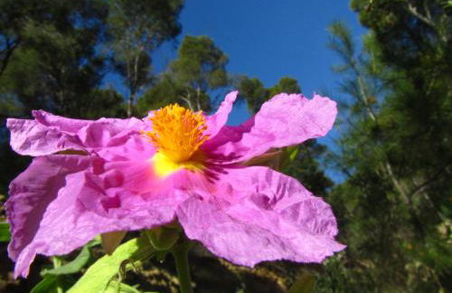 Alojamientos Rurales Cortijo Las Golondrinas - Foto 79