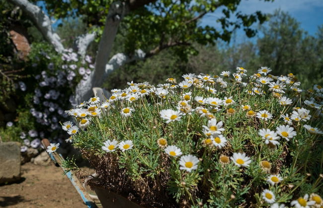 Traditional Cretan Family Home - Foto 32