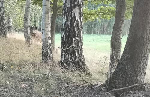 Agroturystyka PLENER - Foto 44