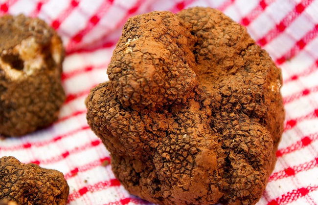 Tour da trufa por Cadenet - Foto 2