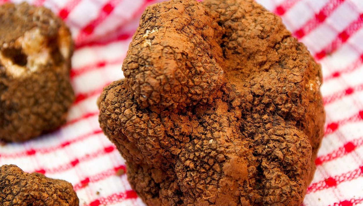As trufas são muito apreciadas na gastronomia