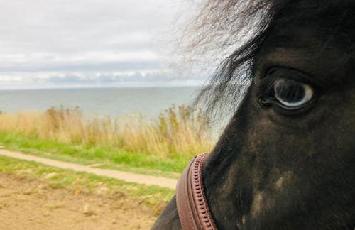 Ostseebauernhof Schönhagen - Foto 39