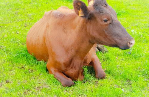 Casa Milhafre - Photo 33