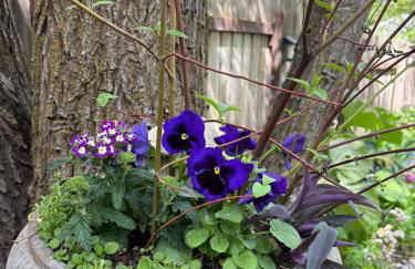 NEW! Updated South Hill Craftsman Sleeps 12! - Foto 56