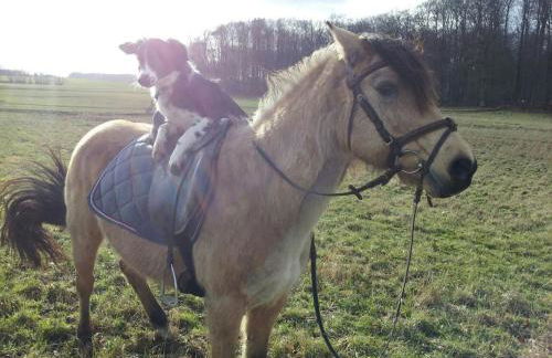 Ferienwohnung Zimmert - Photo 15