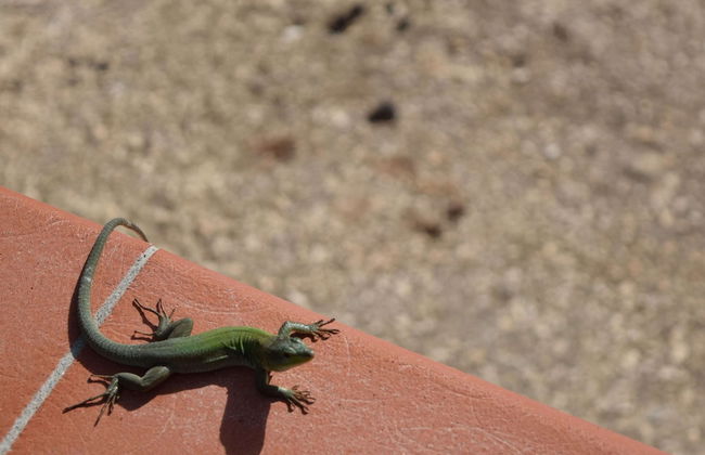 House With Panoramic Terrace, Near the Sea and the City of Syracuse - Foto 14