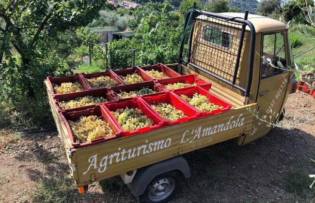 L'Amandola Villa - Agriturismo - Foto 55
