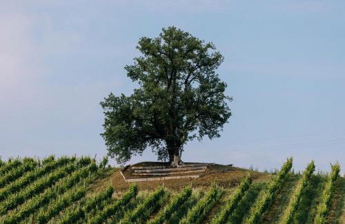 La Ghiandaia Farmhouse - Photo 14